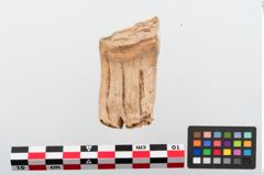 Foto von Tierzahn (NHMW-PRAE-024271)